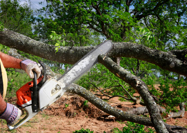 Best Weed Control  in Brielle, NJ